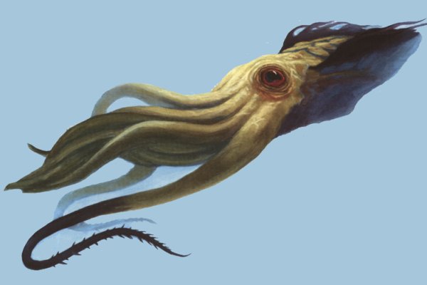 Kraken onion 2024